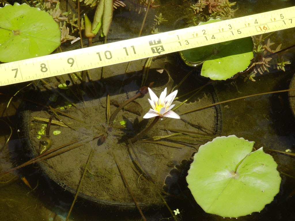 Nymphaea minuta July 26 06 Image018